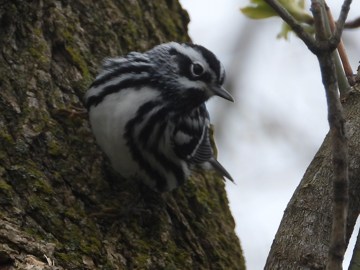 Black-and-white Warbler - ML618026835