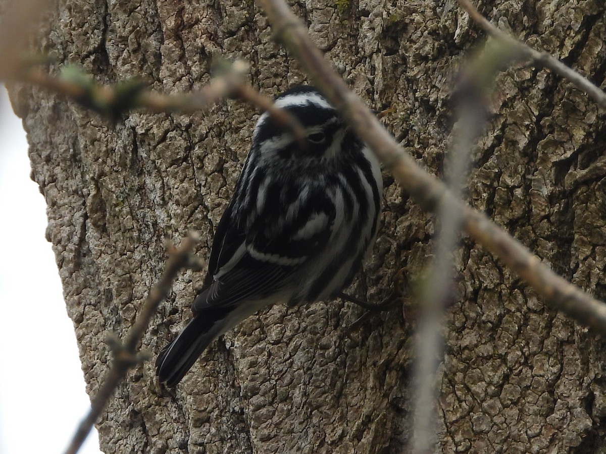 Black-and-white Warbler - ML618026836