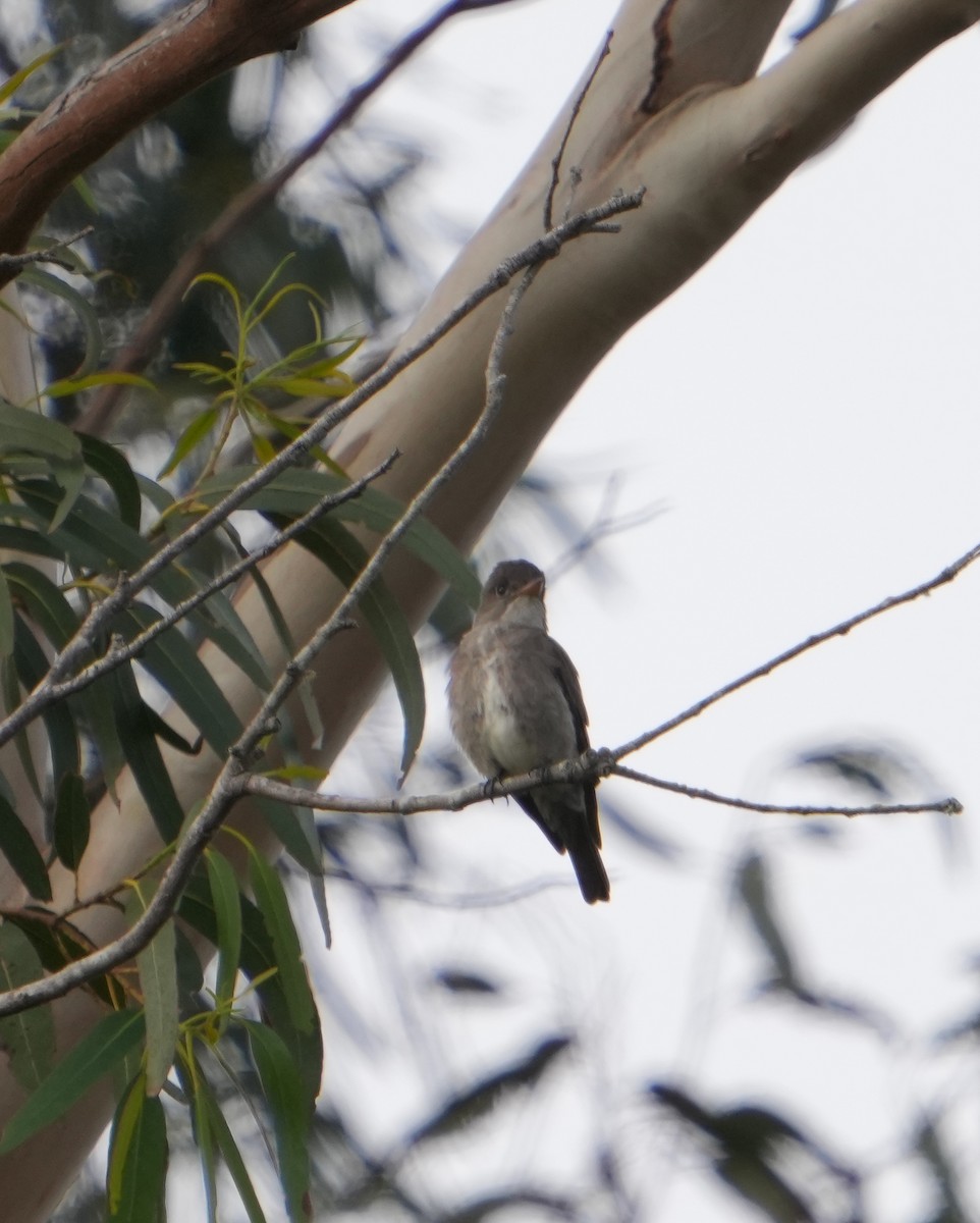 Olive-sided Flycatcher - Pete Sole