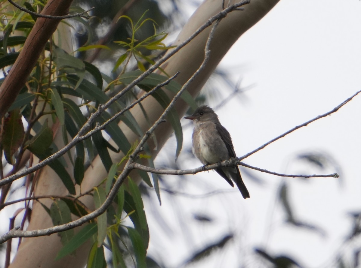 Olive-sided Flycatcher - Pete Sole