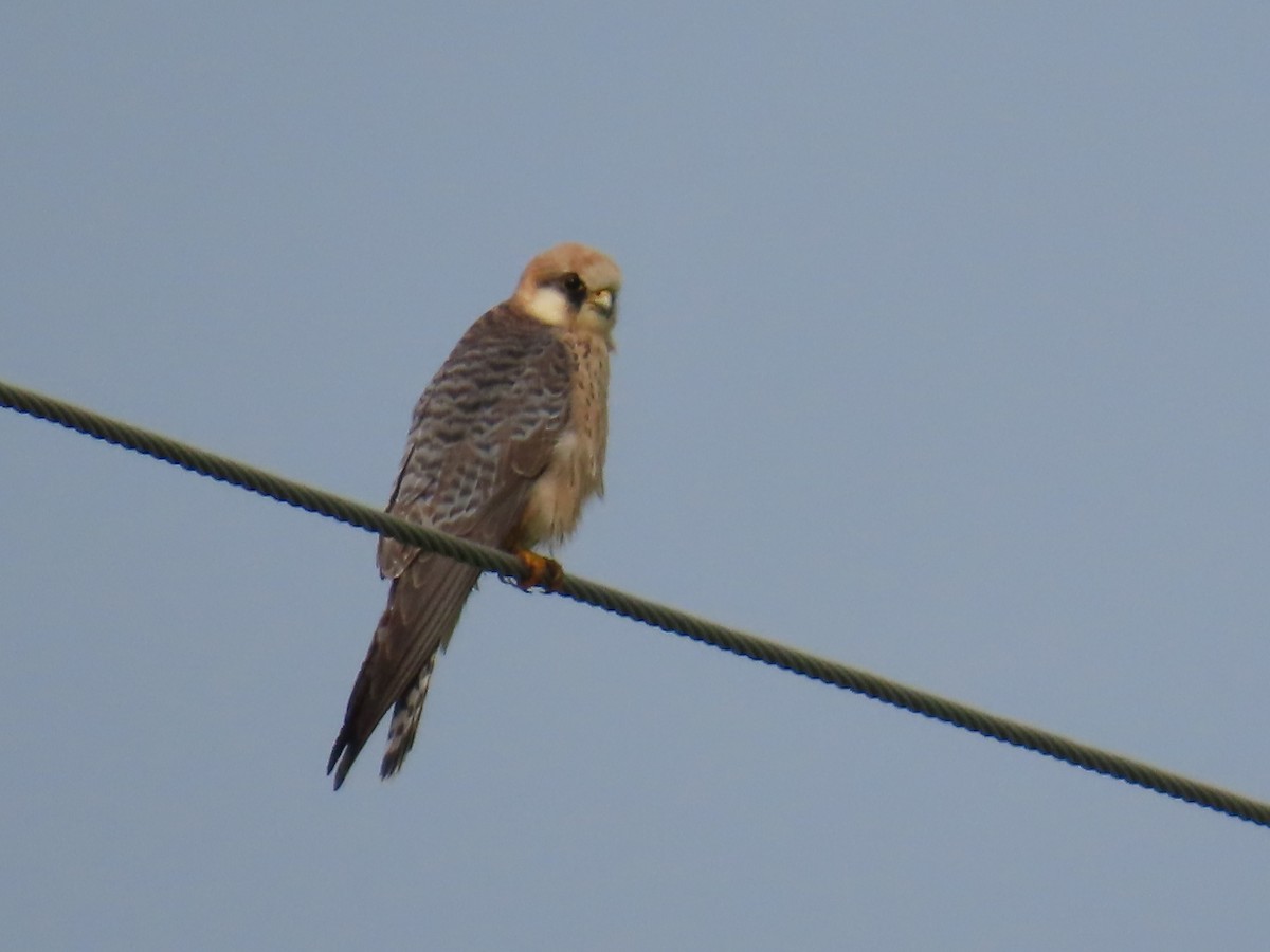 Red-footed Falcon - ML618026887