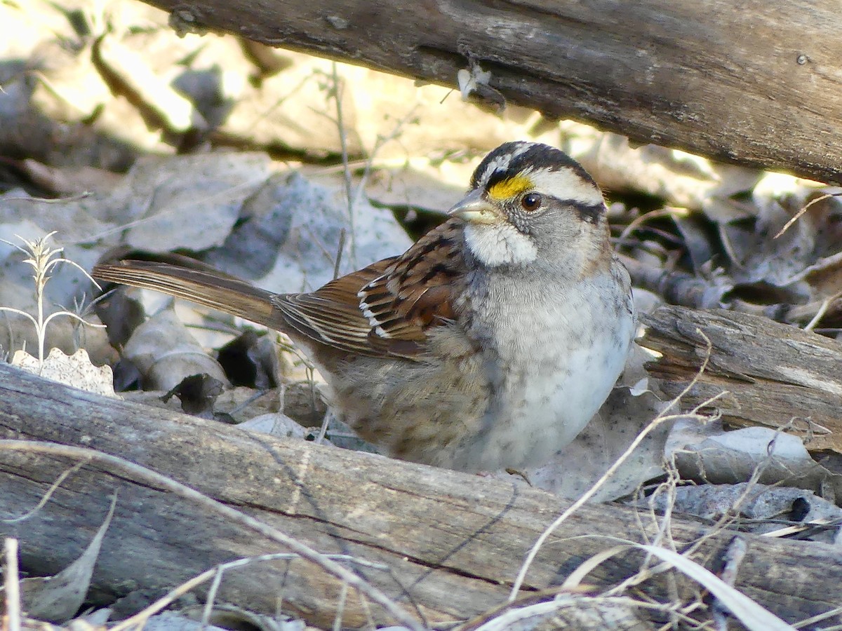 White-throated Sparrow - Peder Stenslie