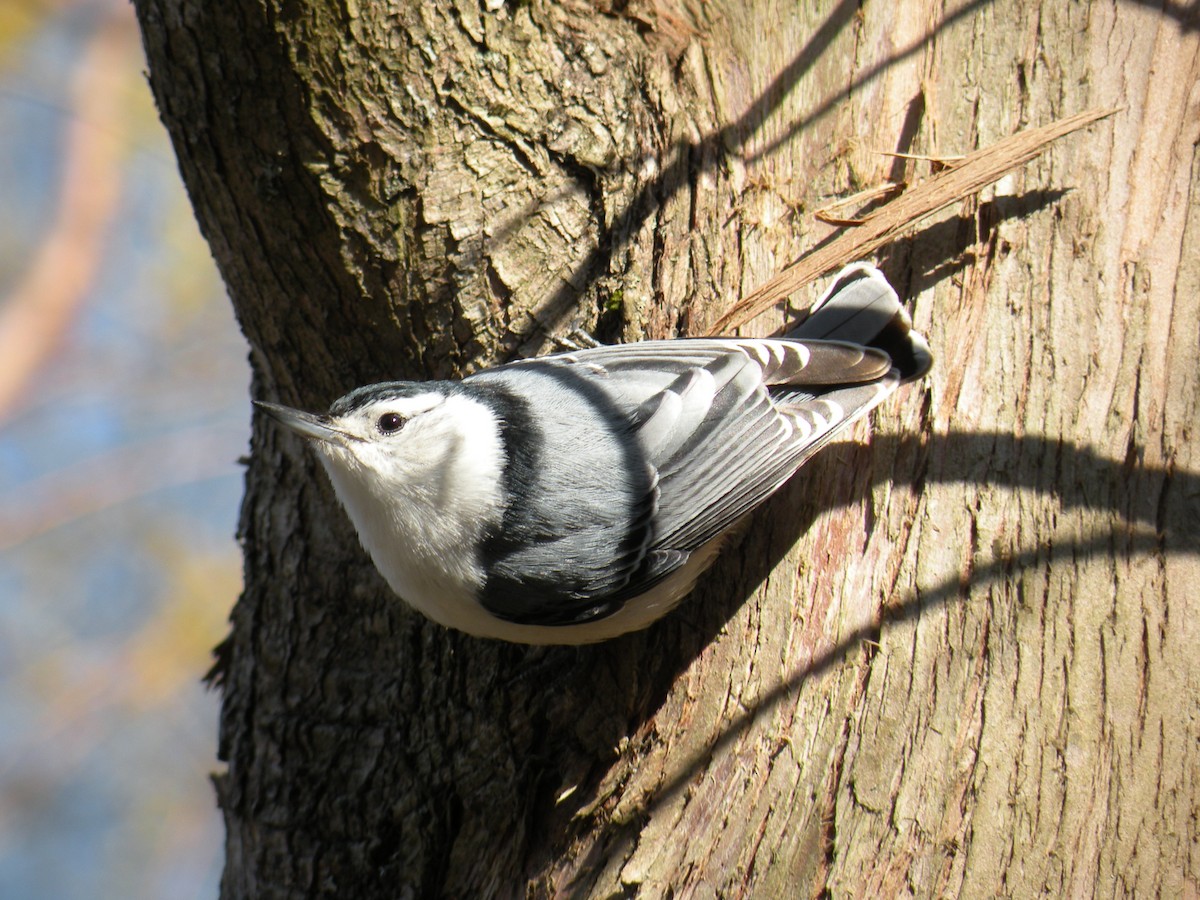 White-breasted Nuthatch - ML618026911