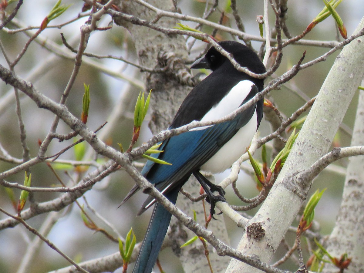 Black-billed Magpie - The Lahaies