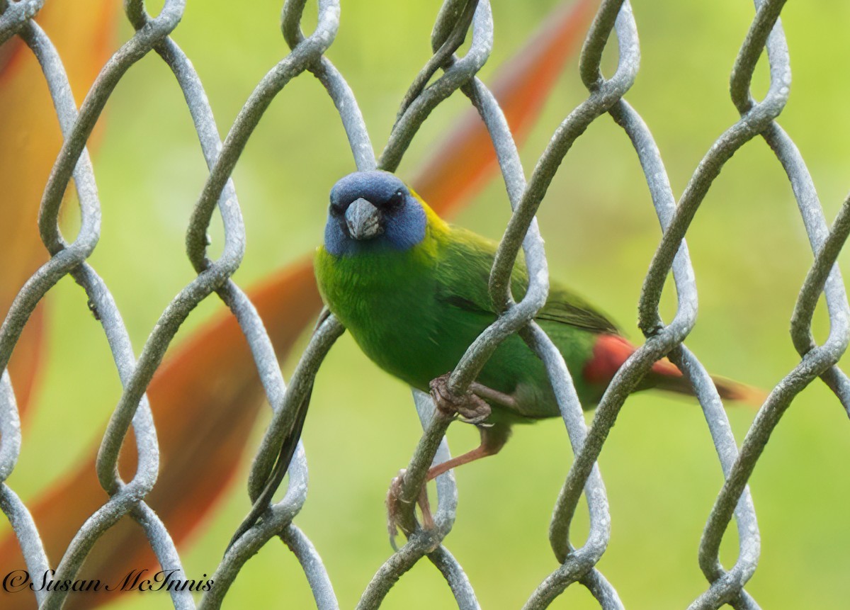 Blue-faced Parrotfinch - ML618026968