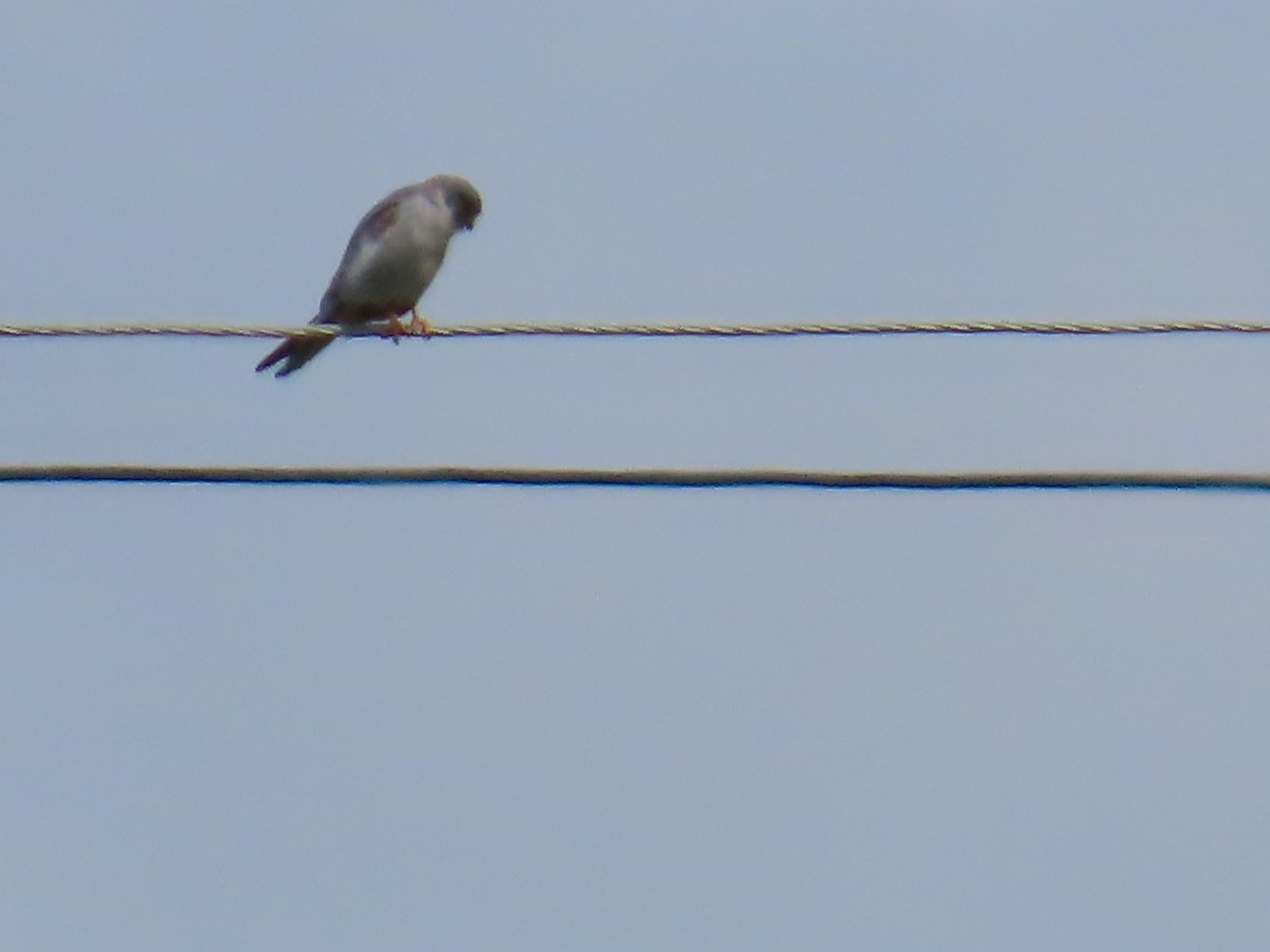 Red-footed Falcon - ML618026976