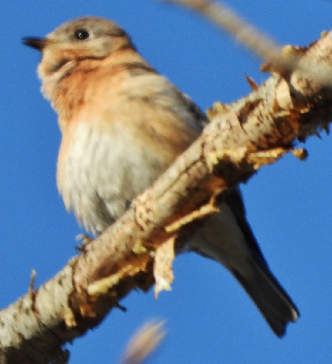 Eastern Bluebird - alan murray