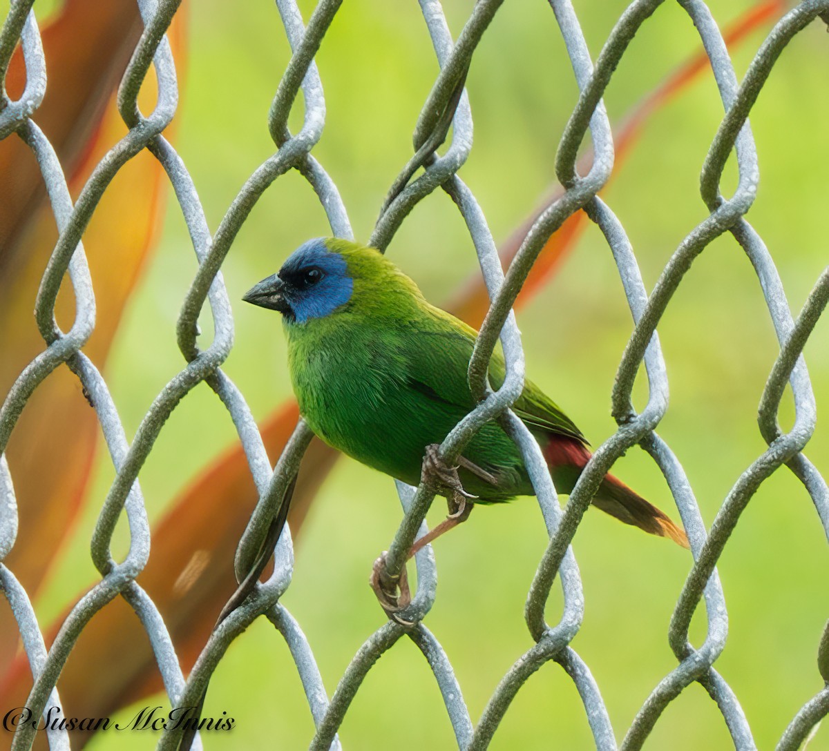 Blue-faced Parrotfinch - ML618026989