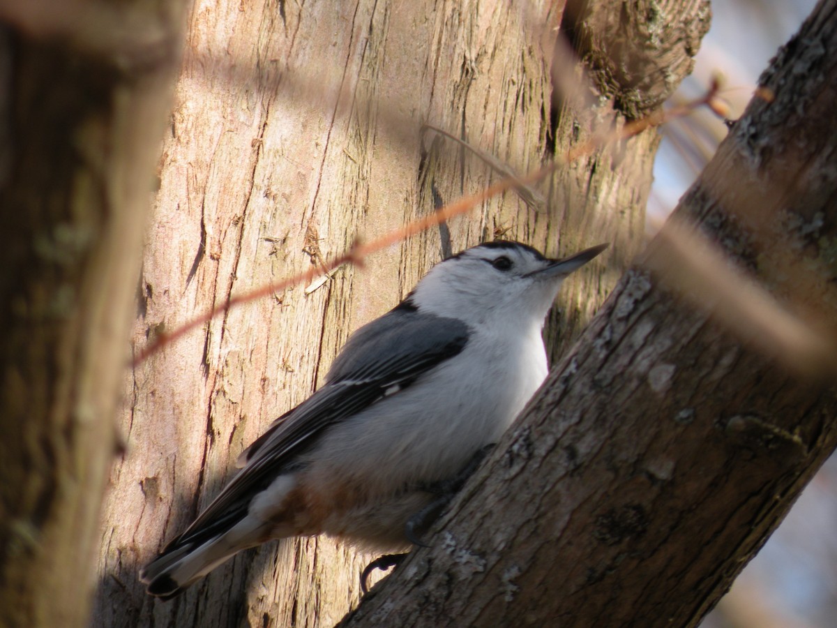 White-breasted Nuthatch - ML618027009