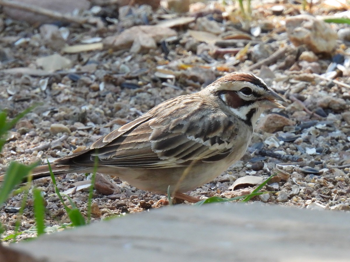 Lark Sparrow - Karen Roll