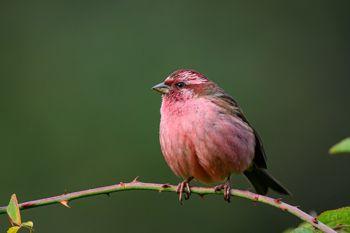 Pink-browed Rosefinch - Sudhir Paul