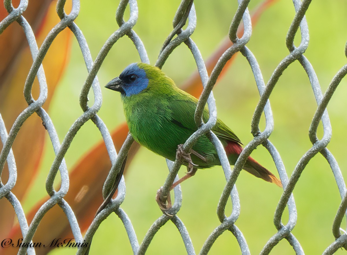 Blue-faced Parrotfinch - ML618027018