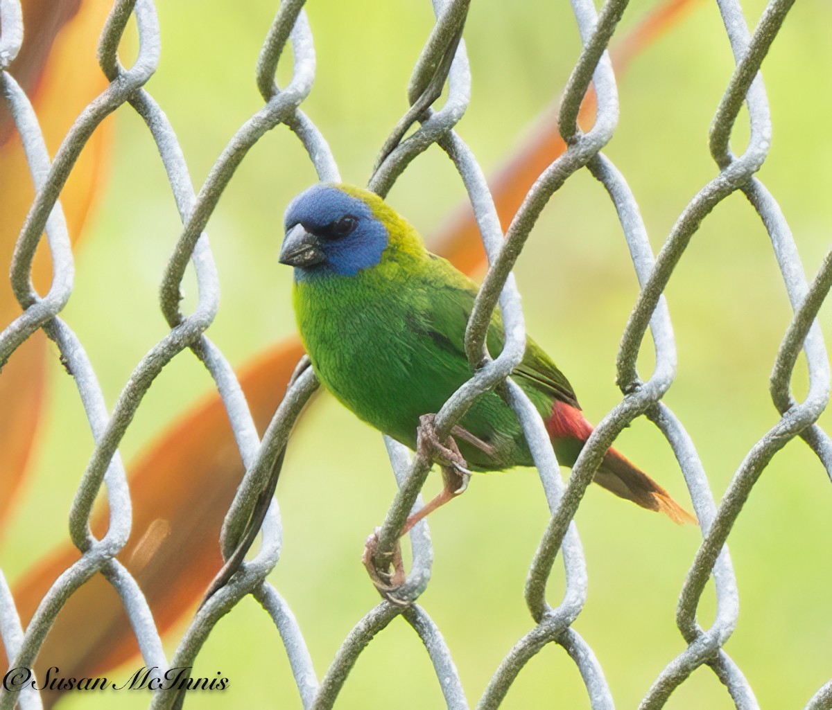 Blue-faced Parrotfinch - ML618027028