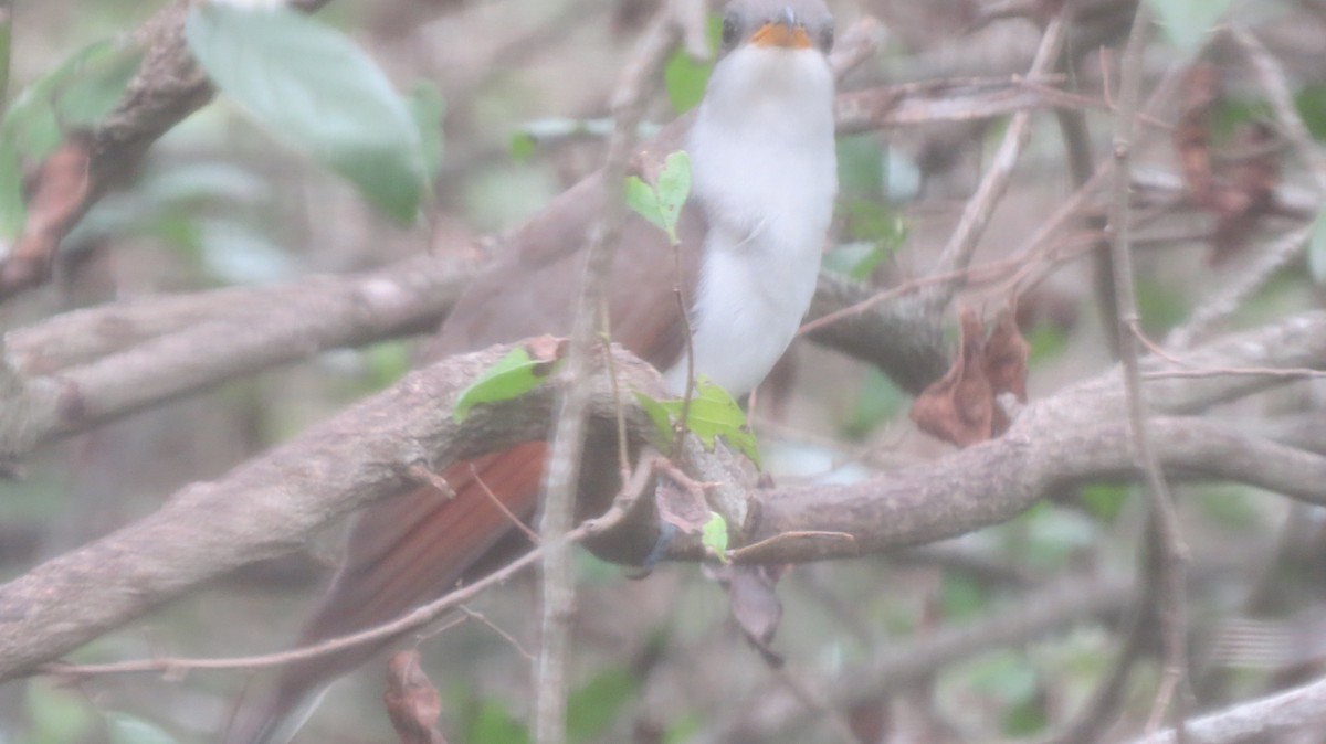 Yellow-billed Cuckoo - Pat Heirs