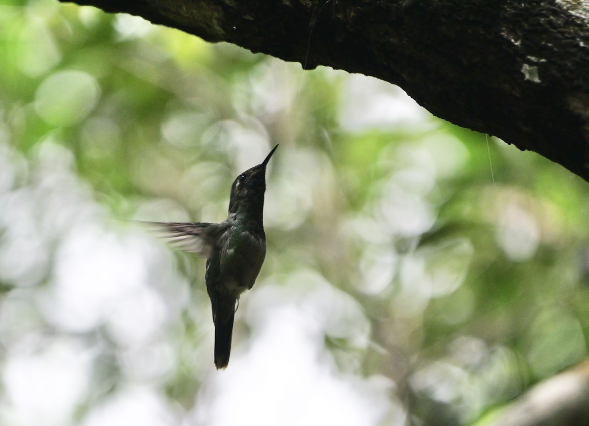 Emerald-chinned Hummingbird - Micah Riegner