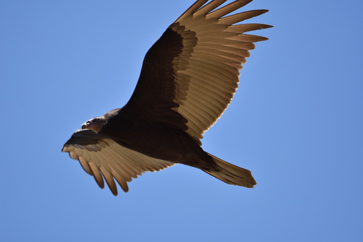 Turkey Vulture - ML618027060