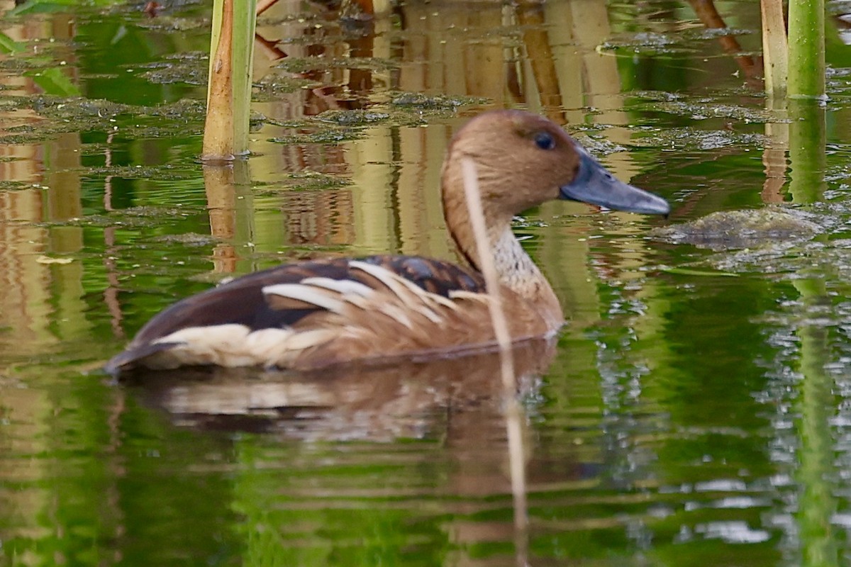 Fulvous Whistling-Duck - ML618027090