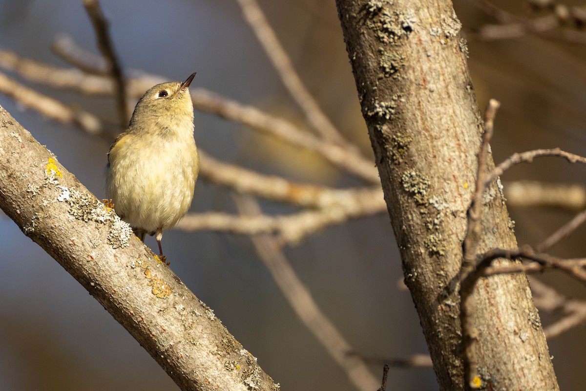 Ruby-crowned Kinglet - Nancy Clermont
