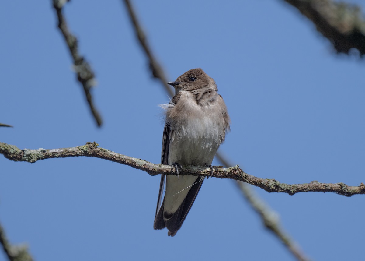 Northern Rough-winged Swallow - ML618027113