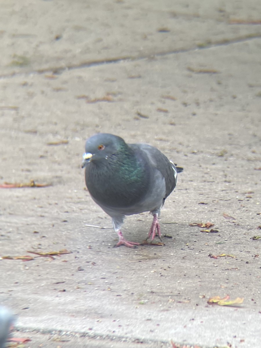 Rock Pigeon (Feral Pigeon) - Clover Frost