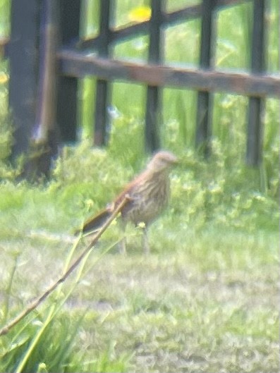 Brown Thrasher - Clover Frost