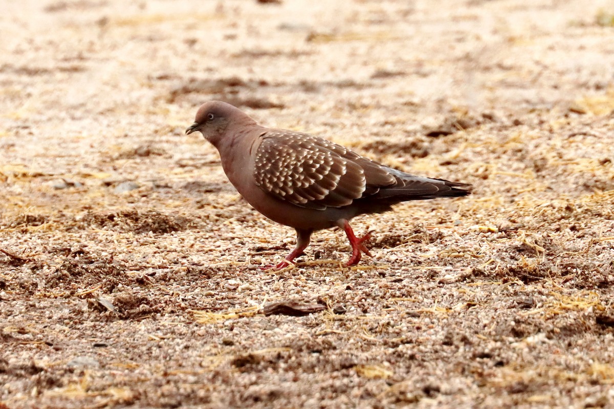 Spot-winged Pigeon - ML618027178