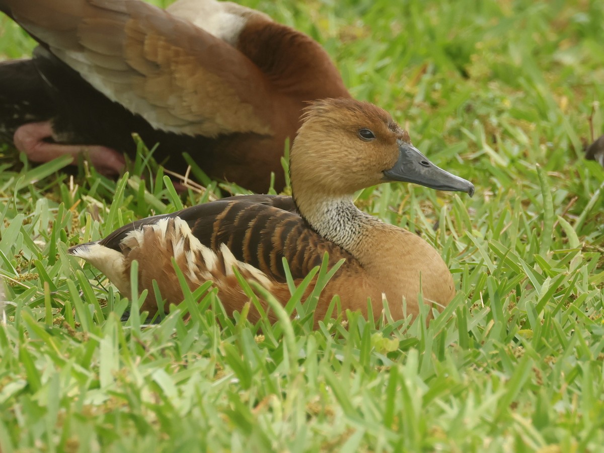 Fulvous Whistling-Duck - Jim Anderton