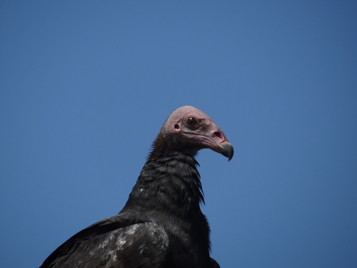 Turkey Vulture - ML618027213