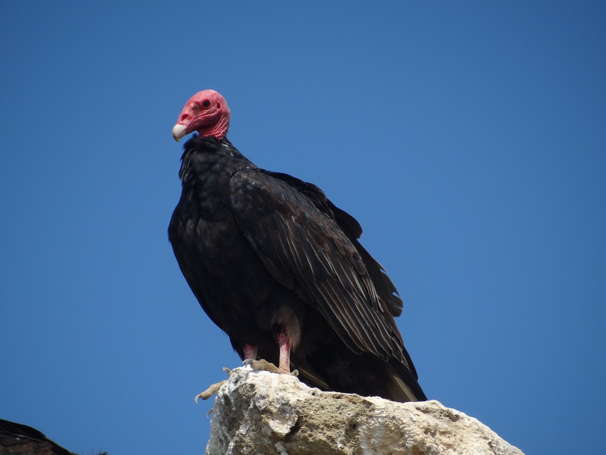 Turkey Vulture - ML618027214