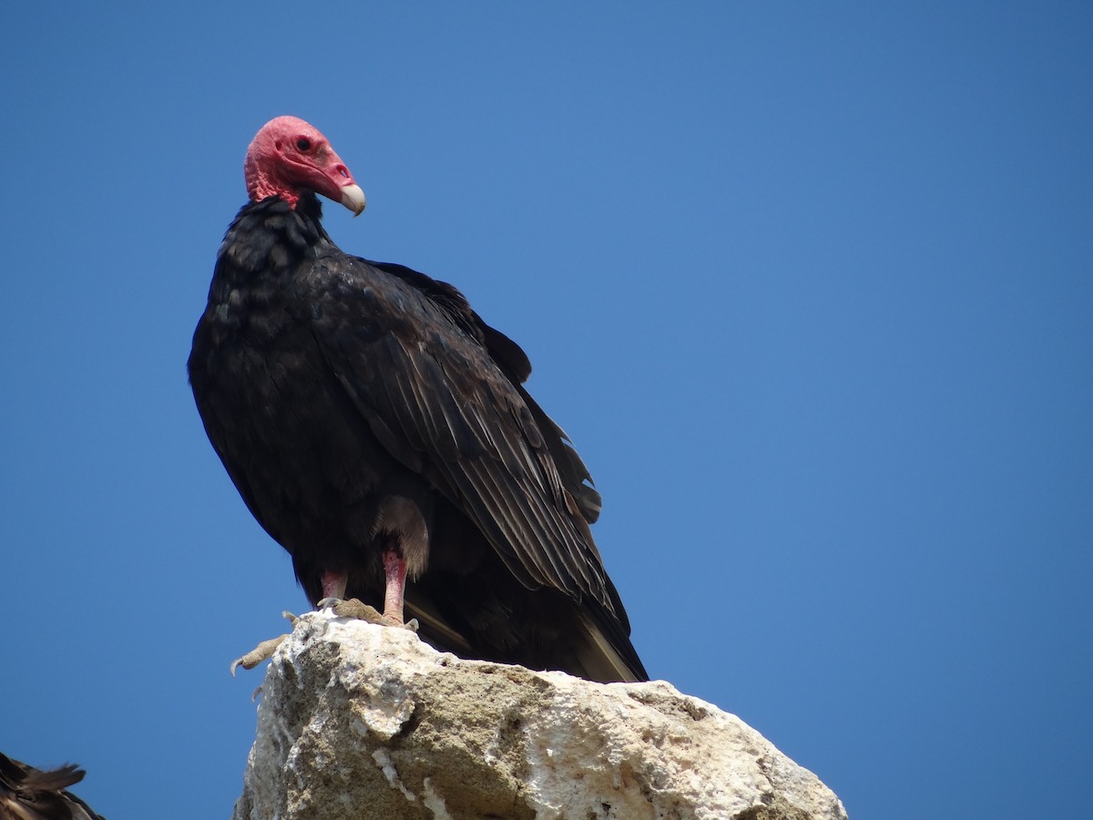 Turkey Vulture - ML618027220