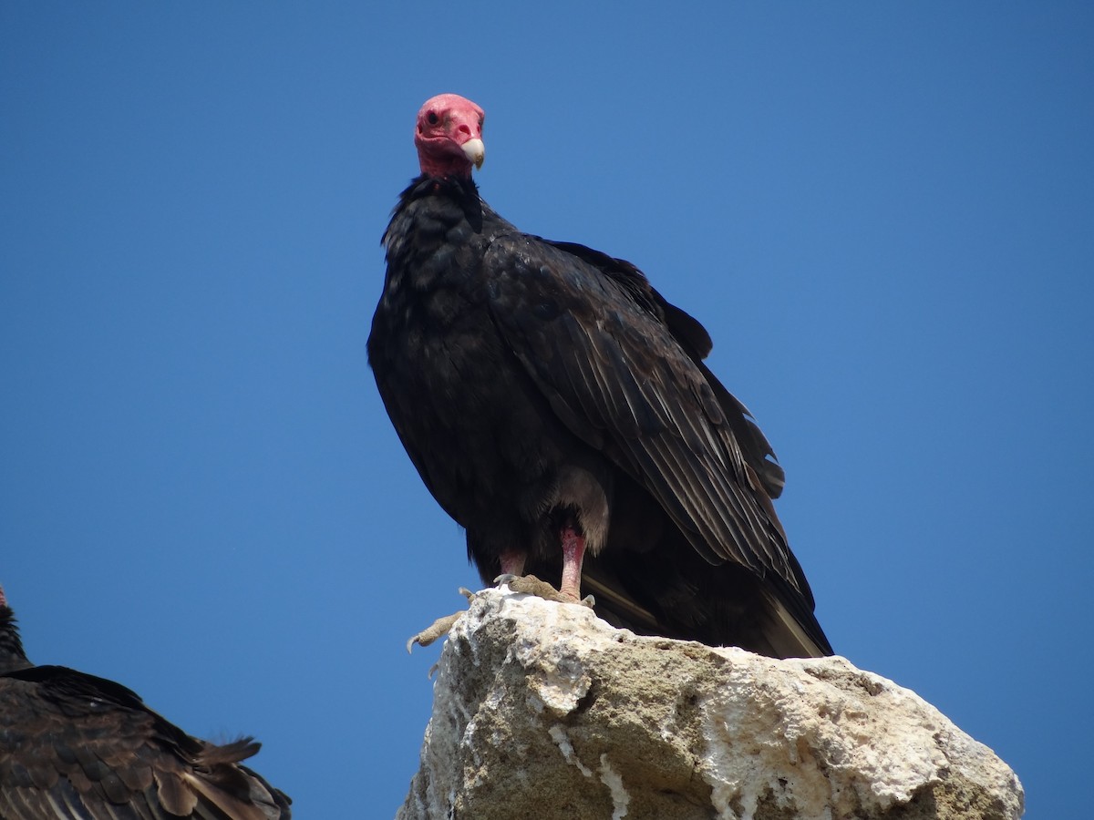 Turkey Vulture - ML618027221