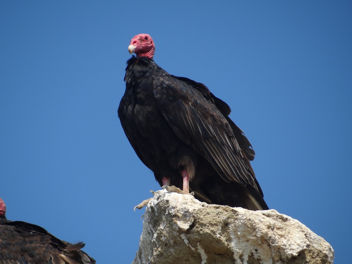 Turkey Vulture - ML618027222