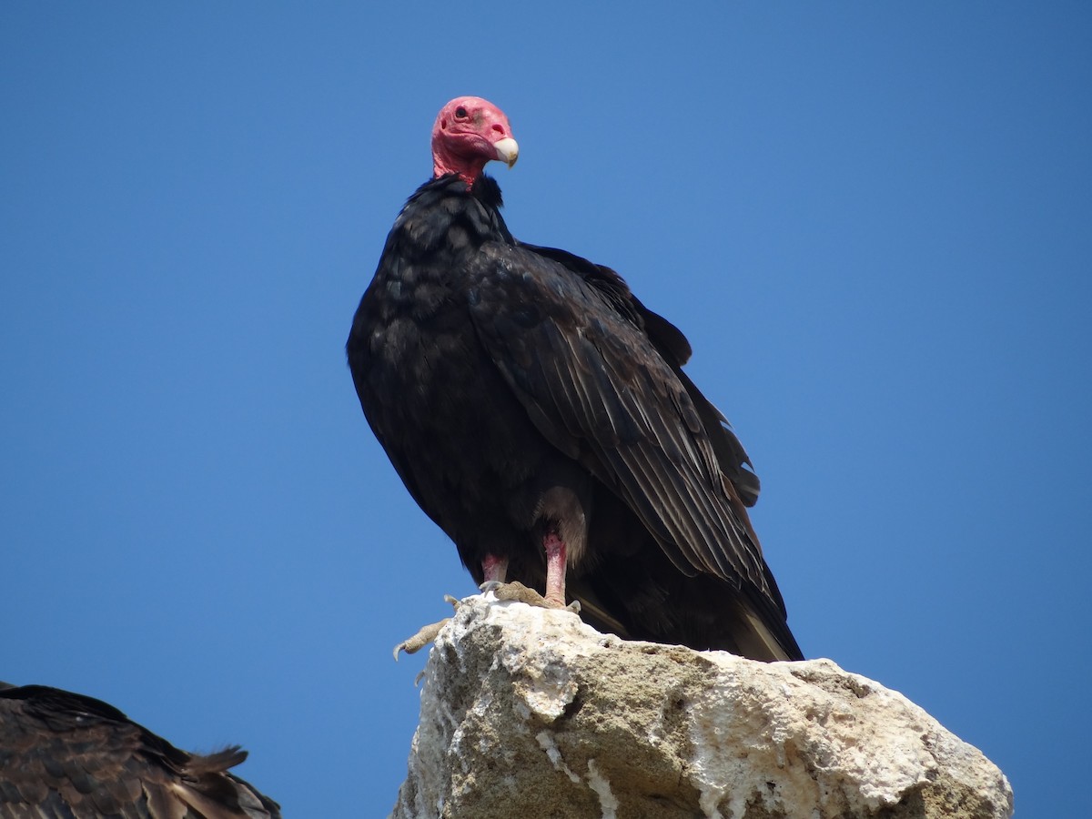 Turkey Vulture - ML618027223