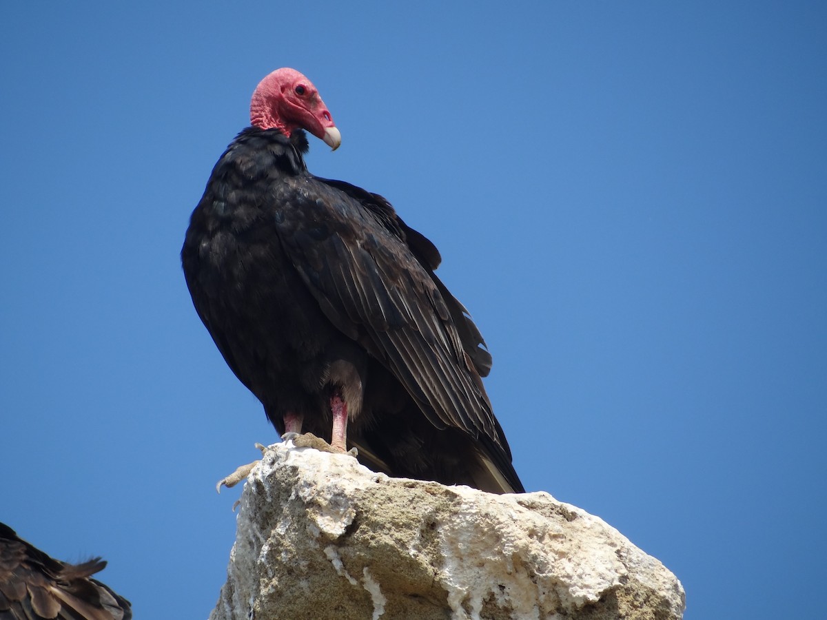 Turkey Vulture - ML618027225