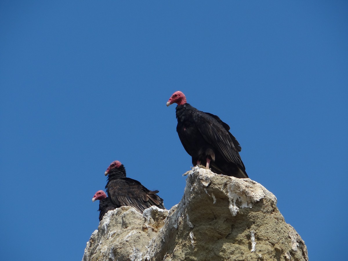 Turkey Vulture - ML618027226