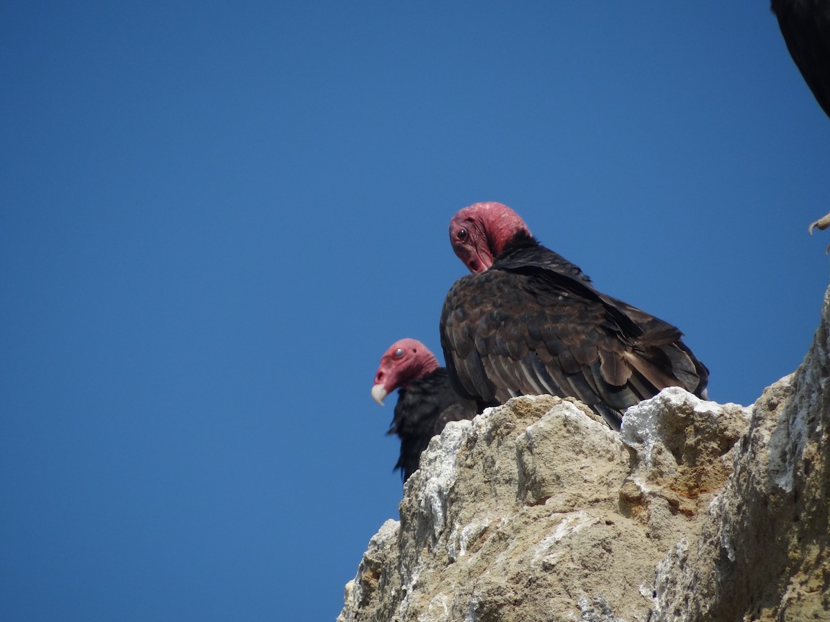 Turkey Vulture - Francisco Sornoza