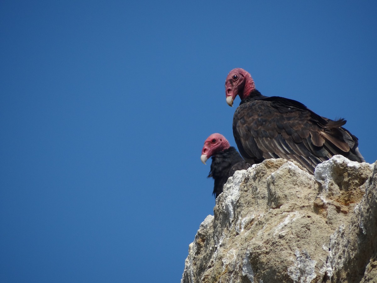 Turkey Vulture - ML618027229