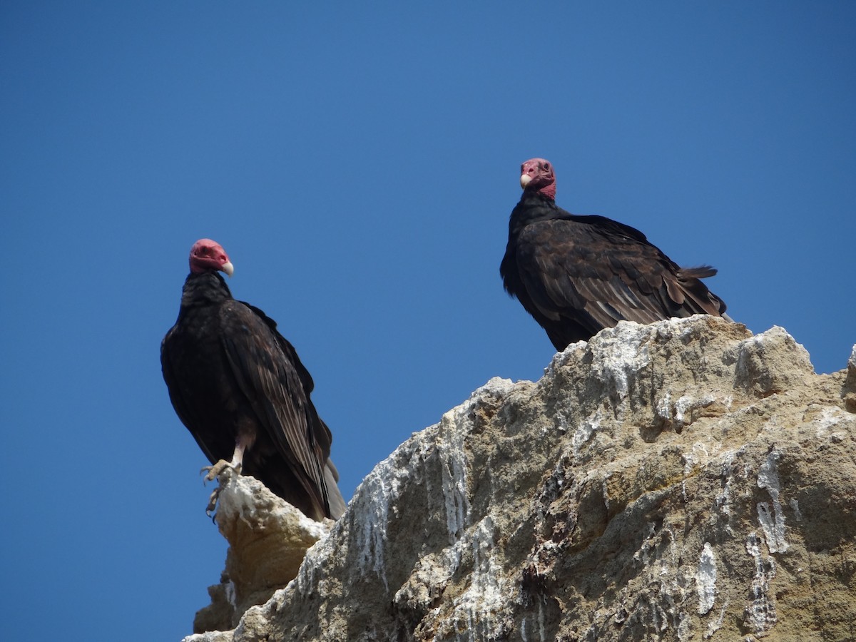 Turkey Vulture - ML618027231
