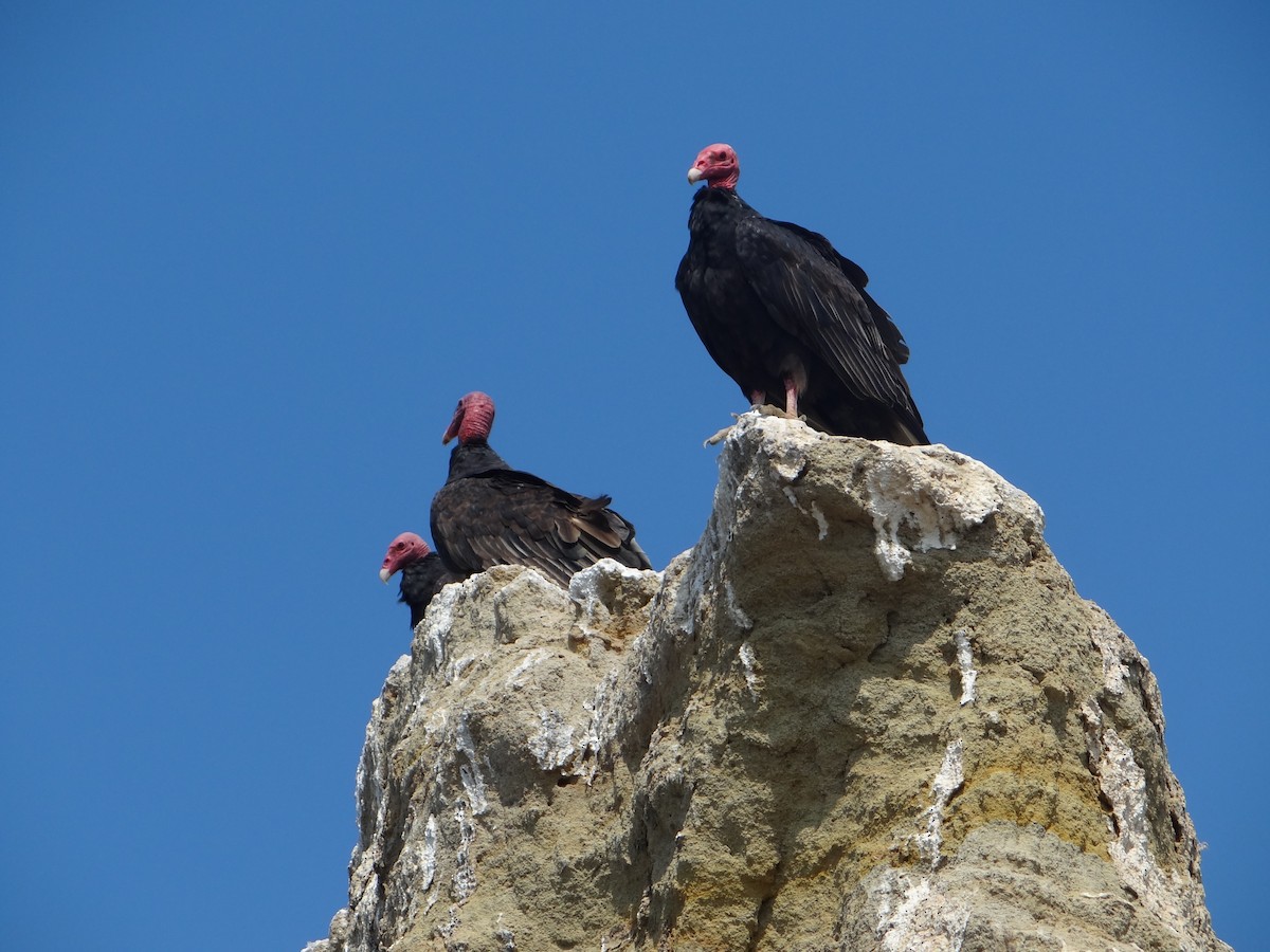 Turkey Vulture - ML618027237