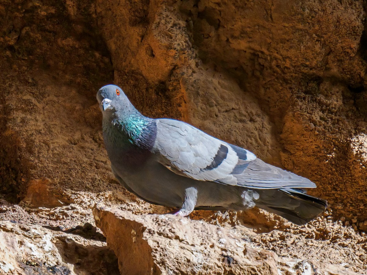 Rock Pigeon (Feral Pigeon) - ML618027238