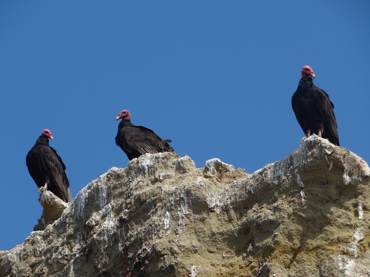 Turkey Vulture - ML618027240