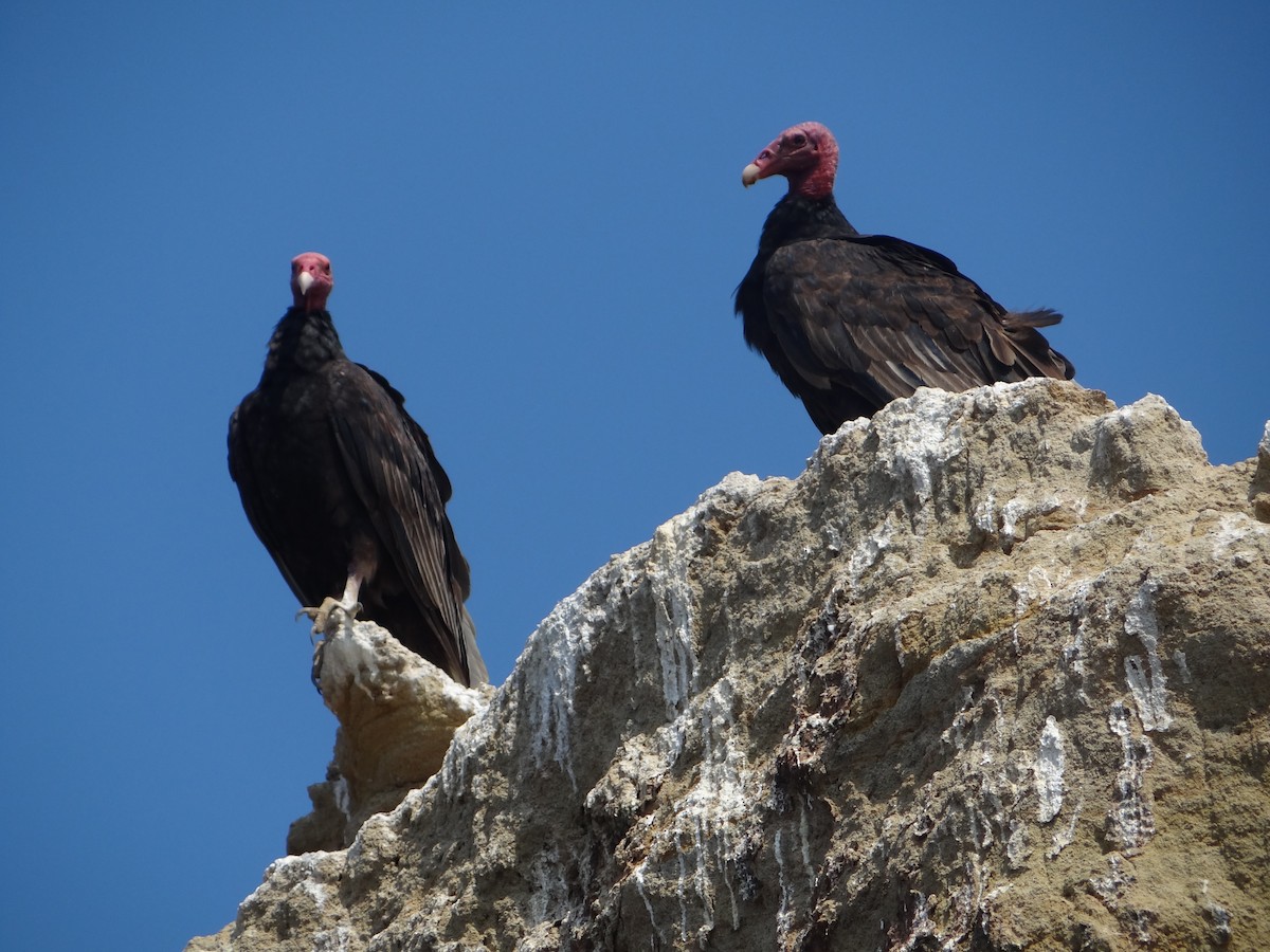 Turkey Vulture - ML618027241