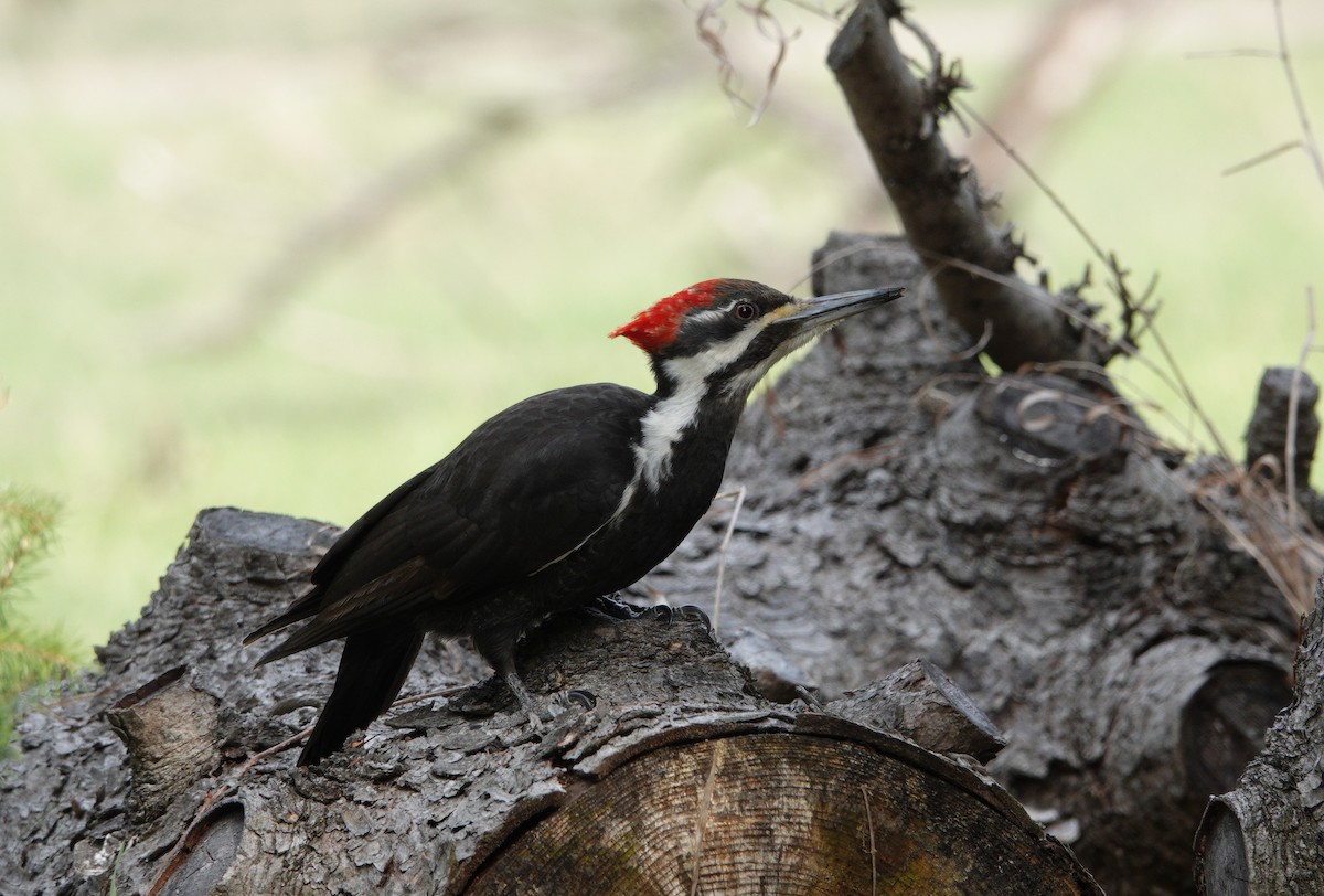 Pileated Woodpecker - Danielle Cayer