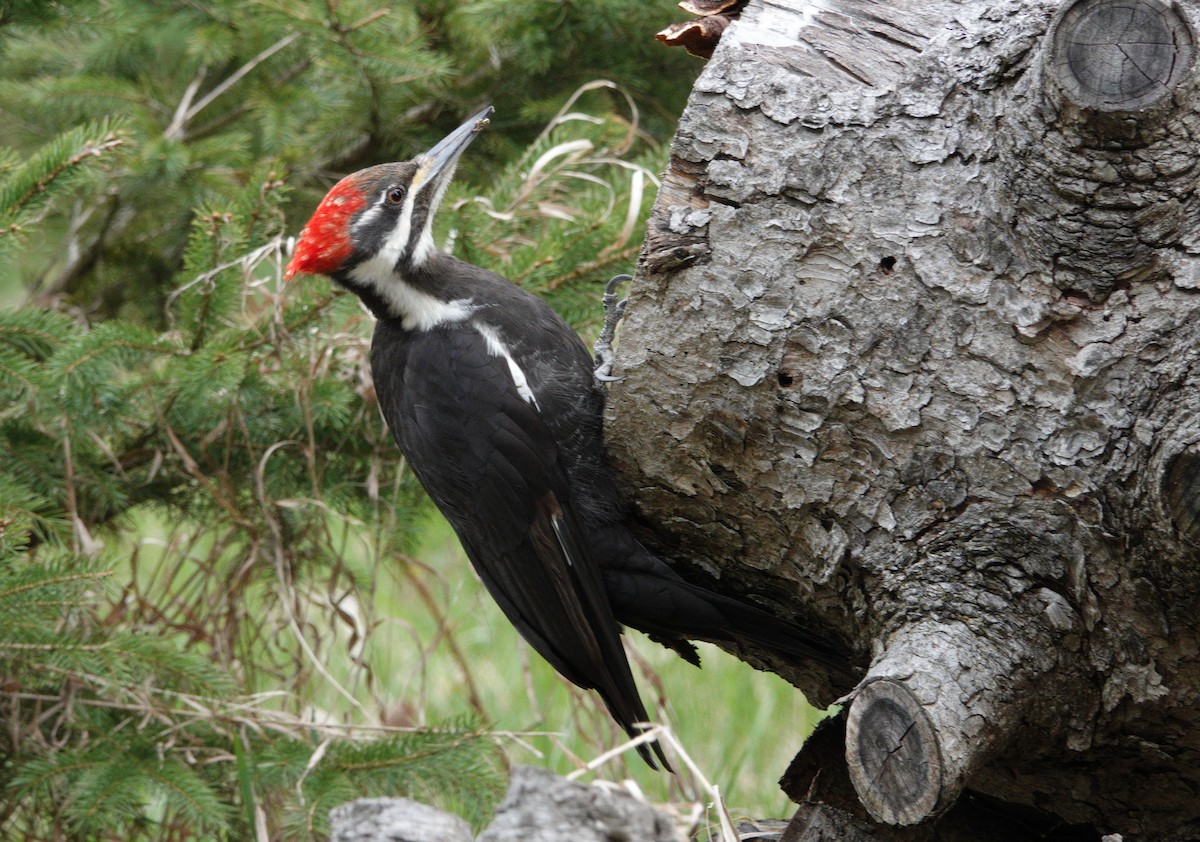 Pileated Woodpecker - Danielle Cayer