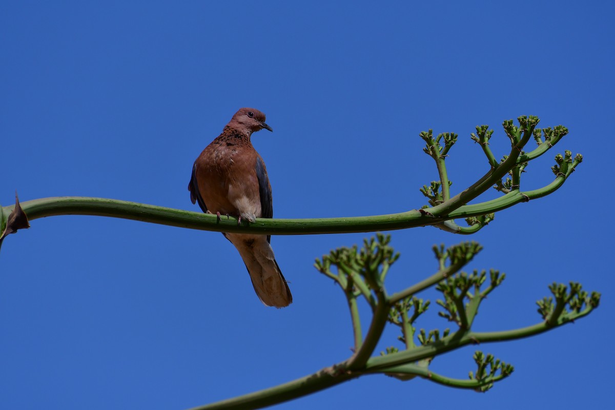 Laughing Dove - Watter AlBahry