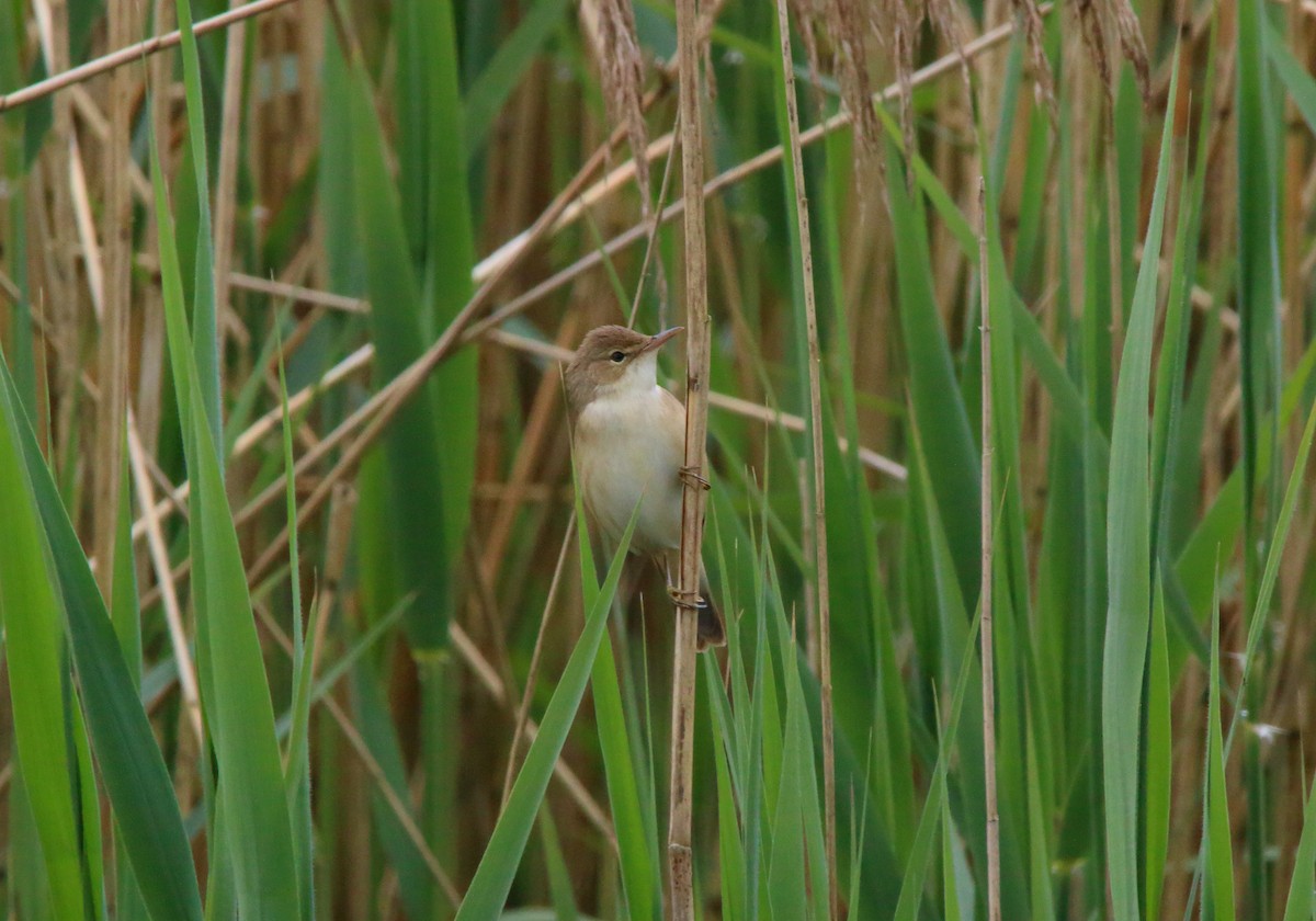 Common Reed Warbler (Common) - ML618027263
