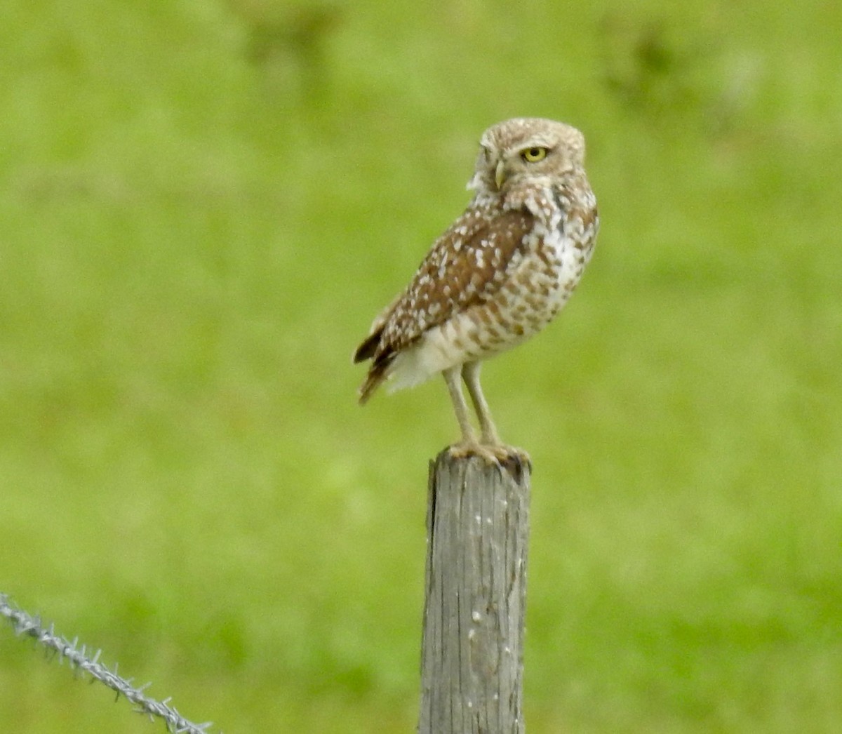 Burrowing Owl - ML618027272