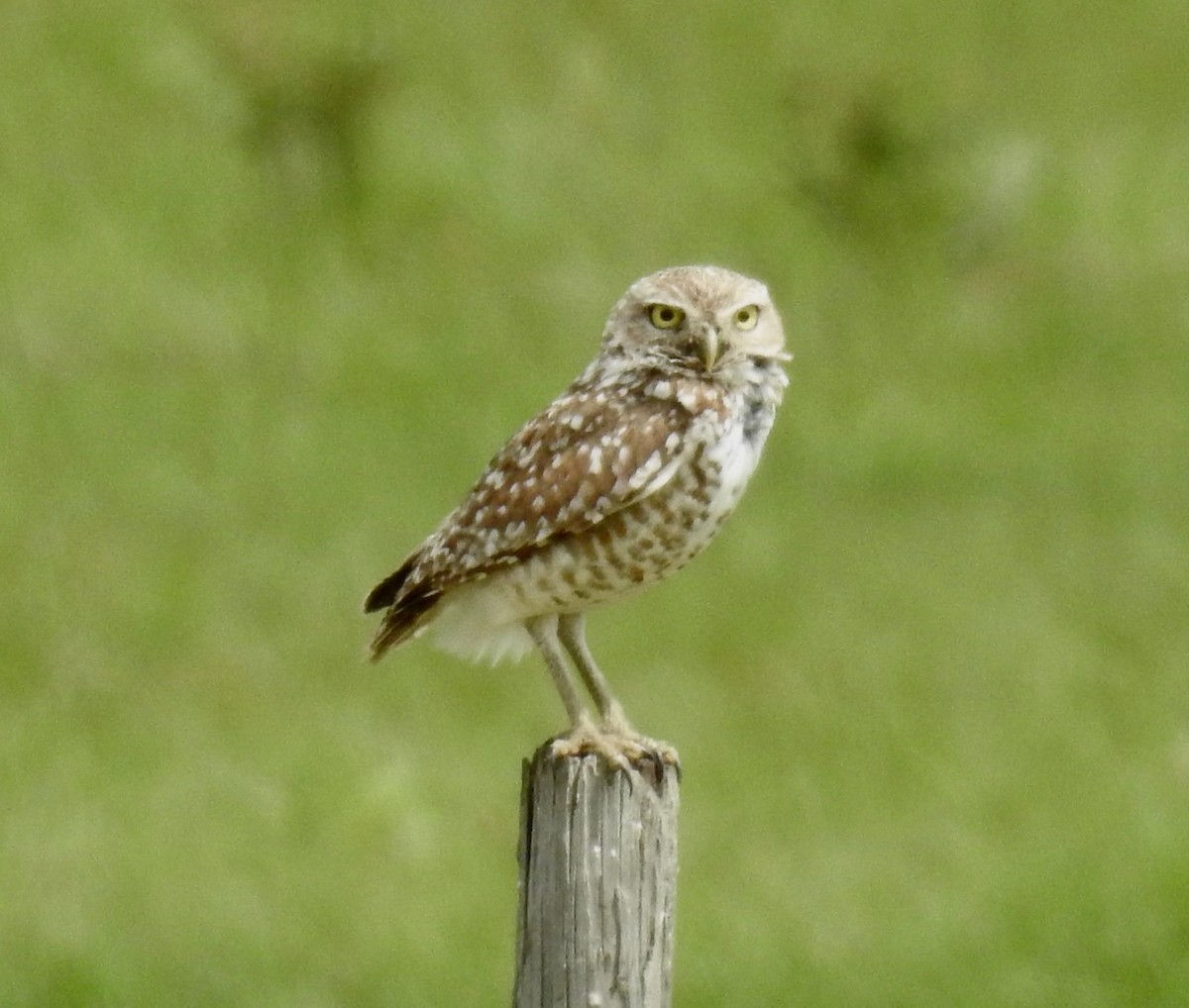 Burrowing Owl - ML618027273