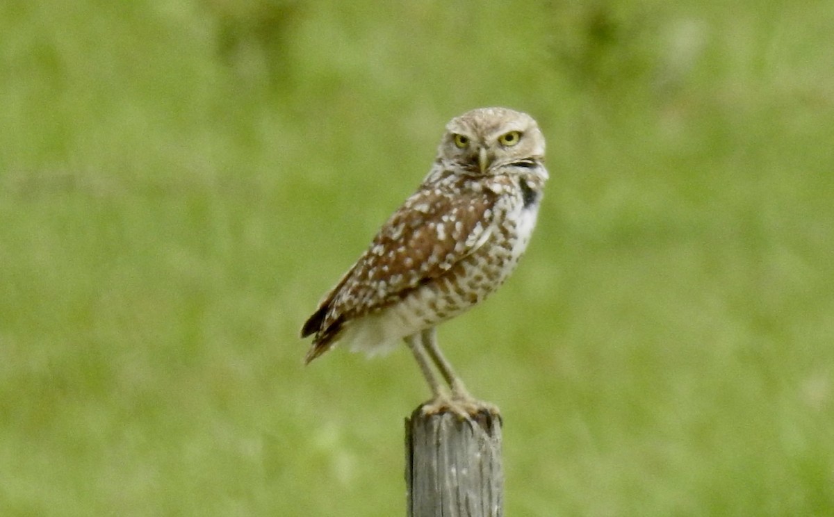 Burrowing Owl - ML618027274
