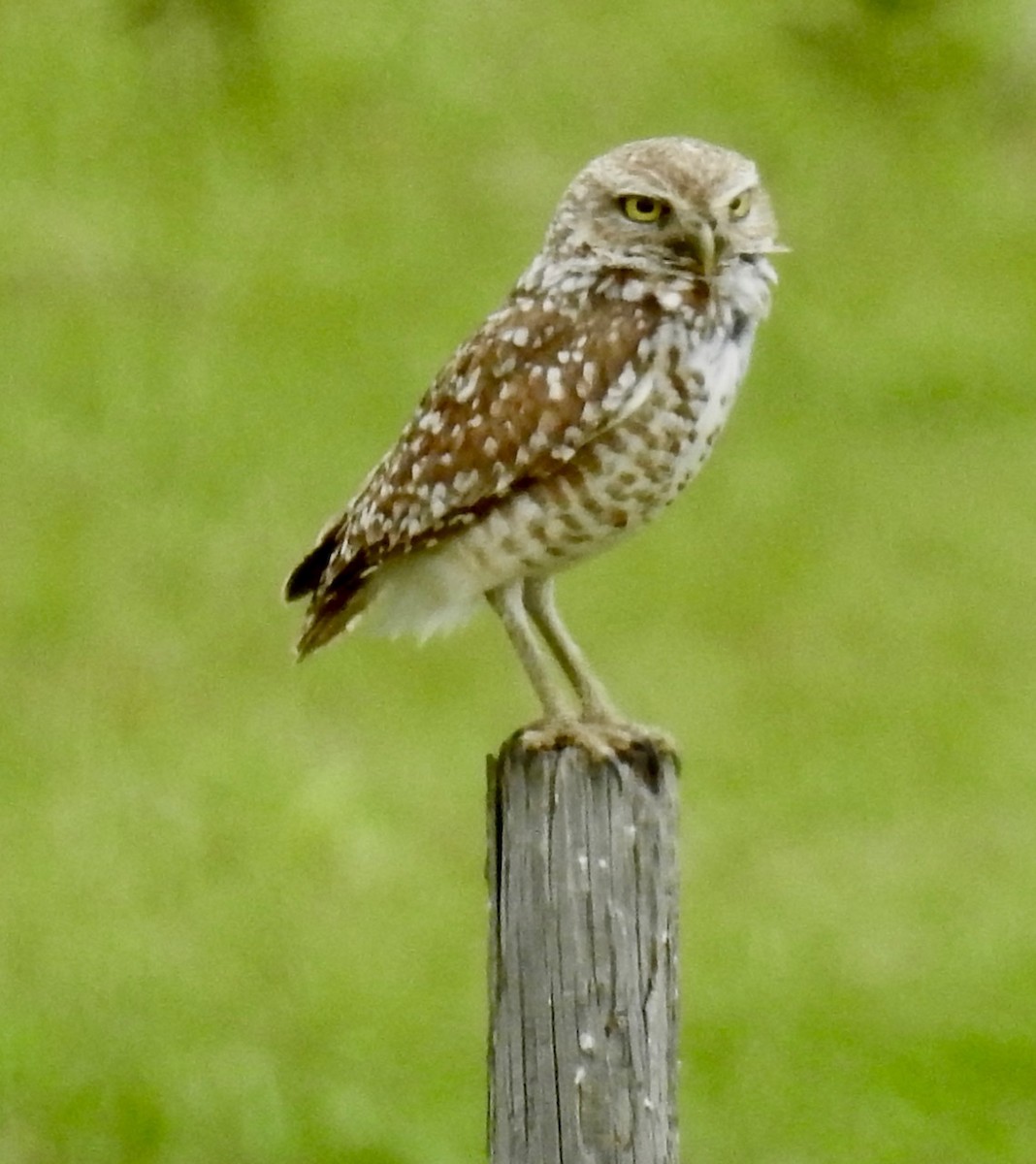 Burrowing Owl - ML618027275